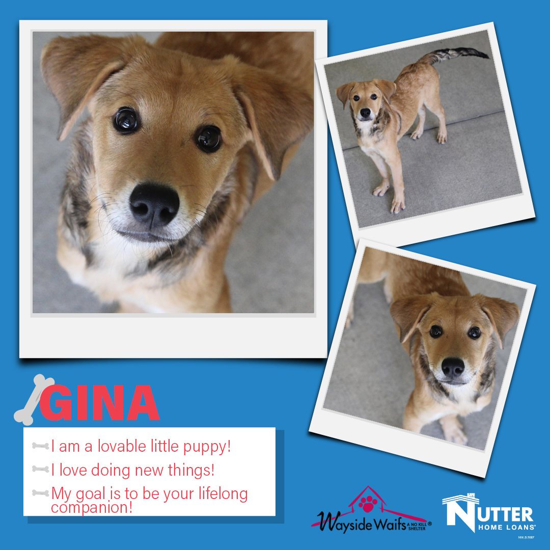 nutterhomeloans's tweet photo. It's Tail Waggin' Wednesday! 🐶 Today we're spotlighting Gina @waysidewaifs ! Head over to https://t.co/PawZtM7r8m or call to schedule an appointment to meet her! 🐾  #TailWagginWednesday #adoptdontshop #waysidewaifs #animalrescue #animalshelter  #kc #kansascity ... https://t.co/o4JJnoZQcj