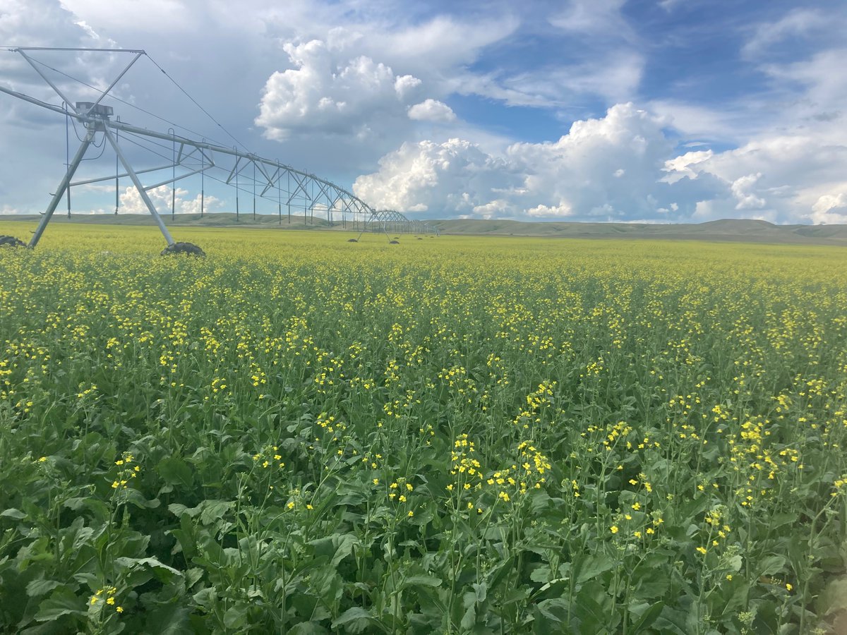 moebis_shane's tweet photo. June 18th, July 6th, 10th and 12th pics.  Direct seeded into hay land.  Under pivot.  #expandirrigationinsasknow https://t.co/SnDHTZqnIQ