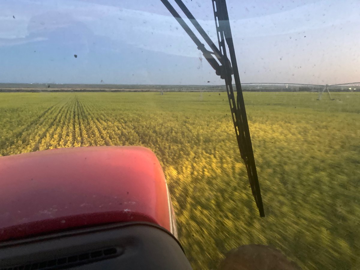 June 18th, July 6th, 10th and 12th pics.  Direct seeded into hay land.  Under pivot.  #expandirrigationinsasknow