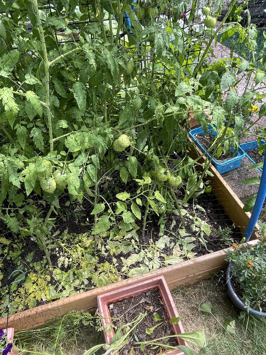 Not bad for our first vegetable garden. Tomatoes, peepers and some potatoes. We just bought another raised bed. #cocktailsandtabletalk #summergarden