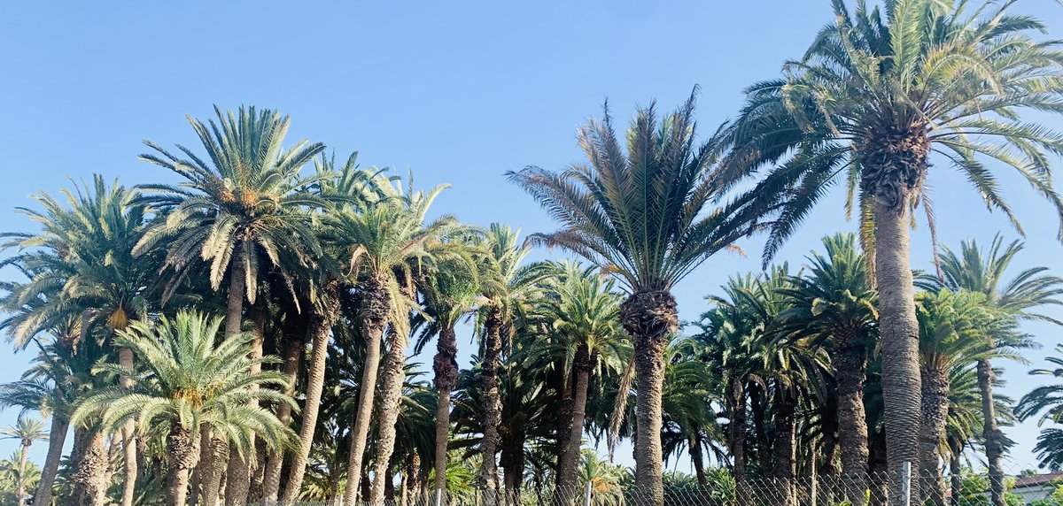 jfguzmanm's tweet photo. Llegar a las 19:20 a #Maspalomas y tener #28Grados #ParaisoNatural #CostaCanaria #GranCanaria #Maravilla https://t.co/VnL2lvnsO4
