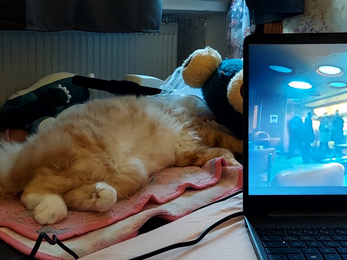 PawsleyTheCat's tweet photo. Netflix night https://t.co/8Ru0uhzx71