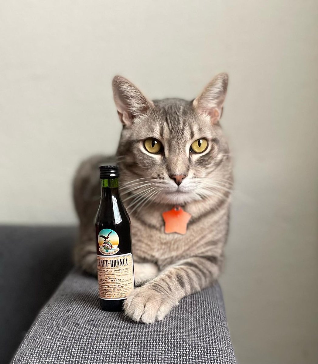 FernetBranca's tweet photo. Look at this distinguished gentlemen #FernetFace
๐ธ: @hasufel_
#FernetFace #FernetAboutIt #CatsOfInstagram https://t.co/TurQM3gc4K
