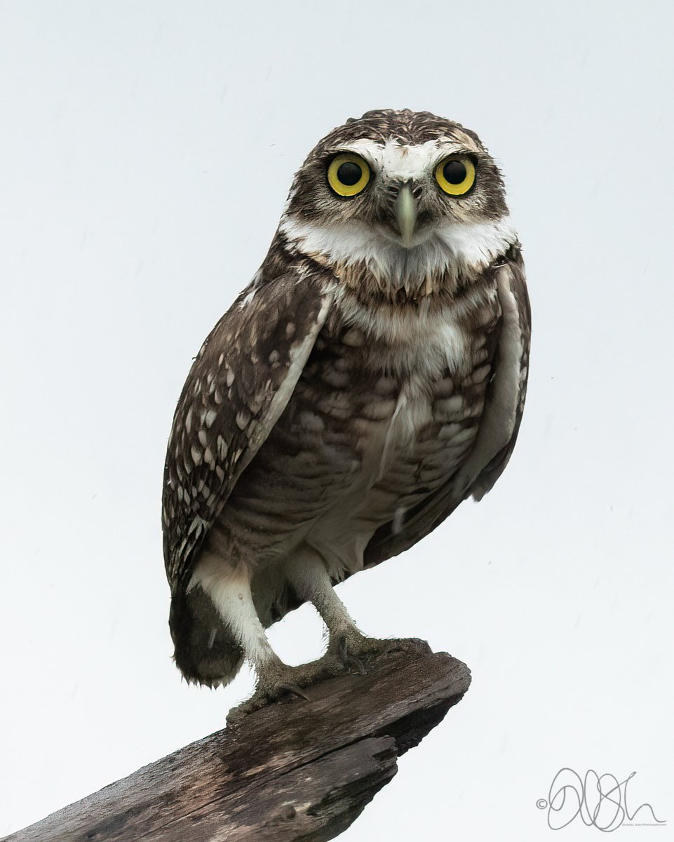 Wet boy burrowing owl! Great to see so close! #burrowingowl #rainymood #birdsseenin2022 #bbcwildlifepotd