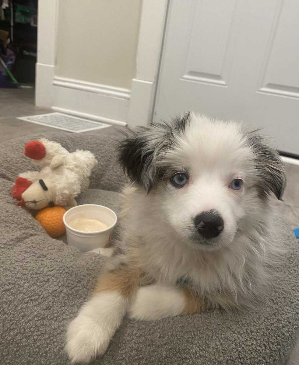 The perfect treat for potty training or birthdays, Frosty Paws! #WoofWednesday

📸: lboosinger (on Instagram)