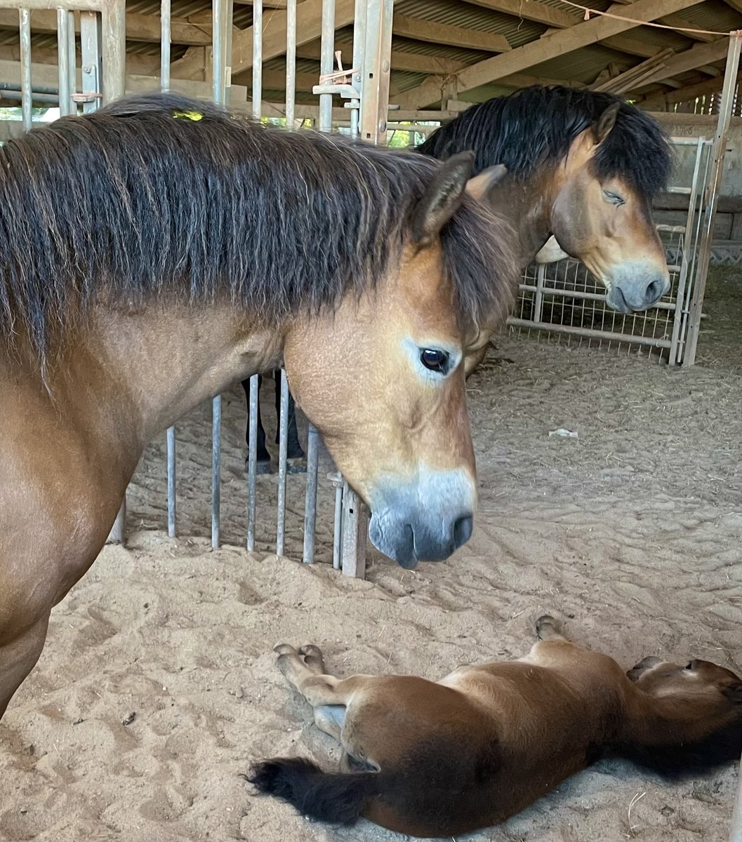 Exmoor Pony Project & Dawn Westcott tweet media