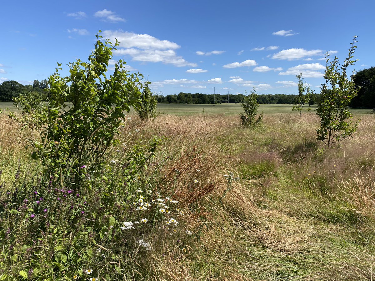 New orchard looking good!
