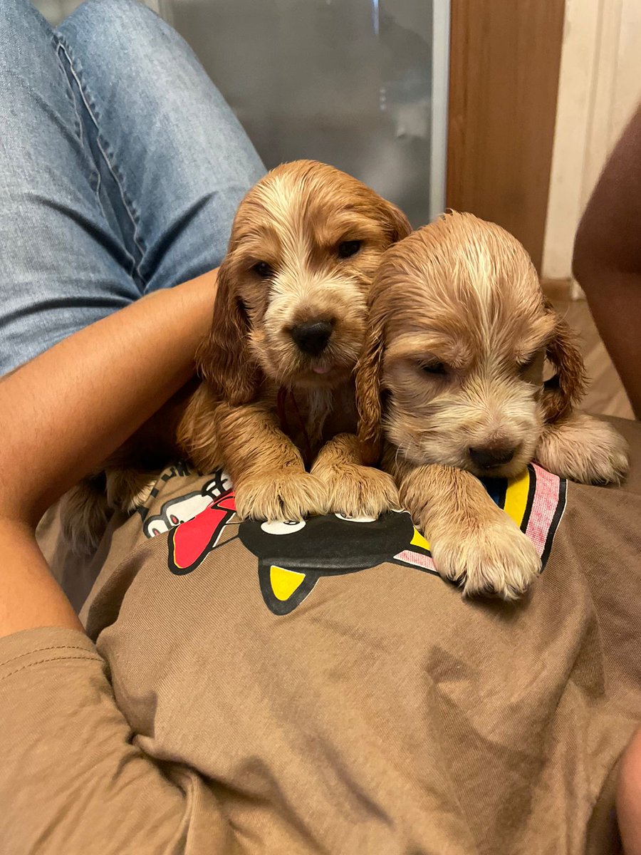 Vinit_Shahdeo's tweet photo. These little Cocker Spaniels are looking for a home —please DM if interested.

RT to help💙 https://t.co/JofXqsNvkz