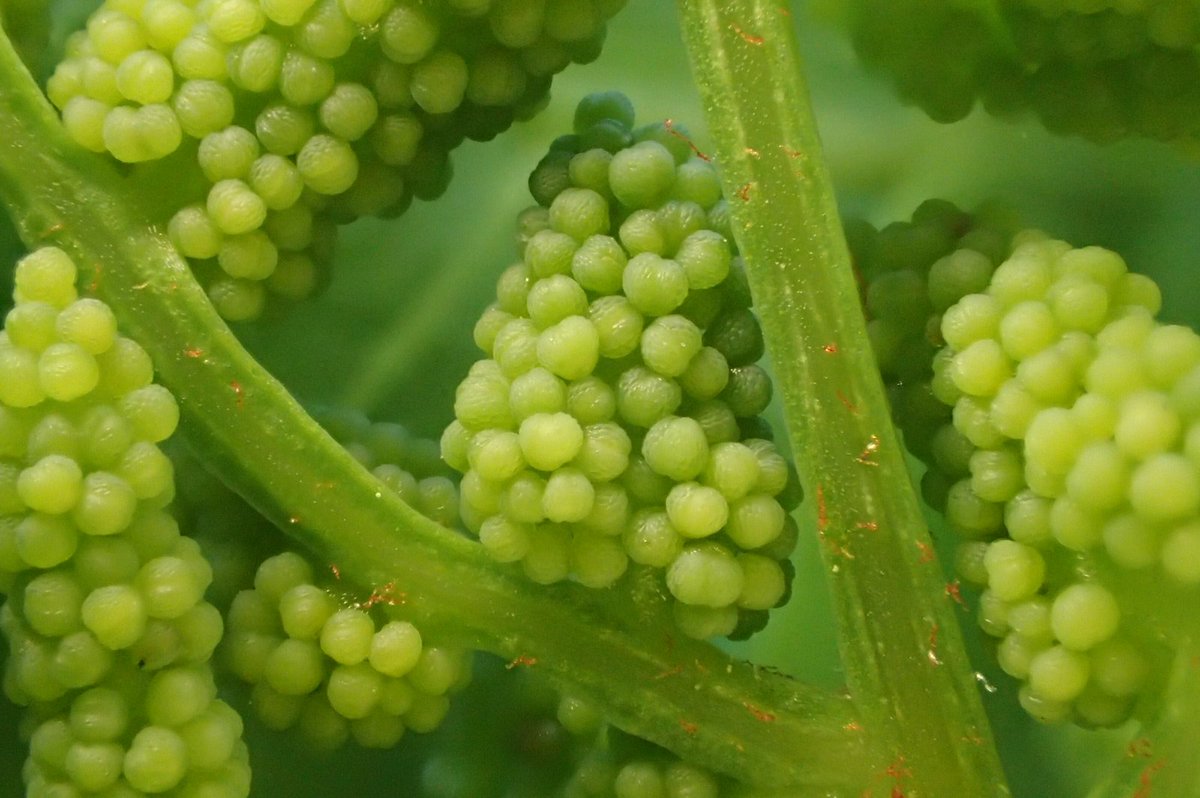 Just finished a fantastic 4 days in the field with a great group of students. A deep dive into Ferns and Lycophytes - large, small and everything inbetween #planteducation