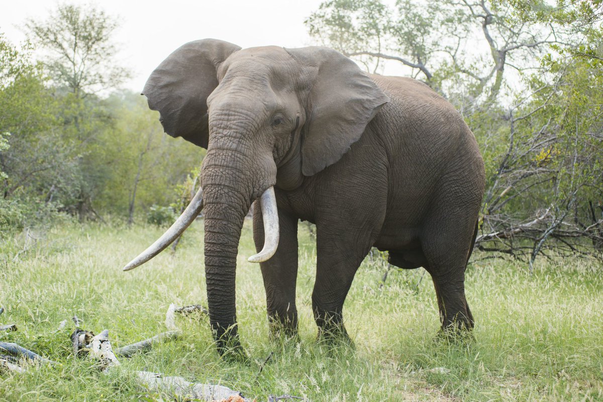 Unofficial_WA's tweet photo. Sure, Shirley the elephant died, but since we don’t have the money in the budget for elephant corpse removal you can still go see her!  *whoever the hell can get rid of an elephant corpse gets in the park for free* https://t.co/ISKwX06Cpv
