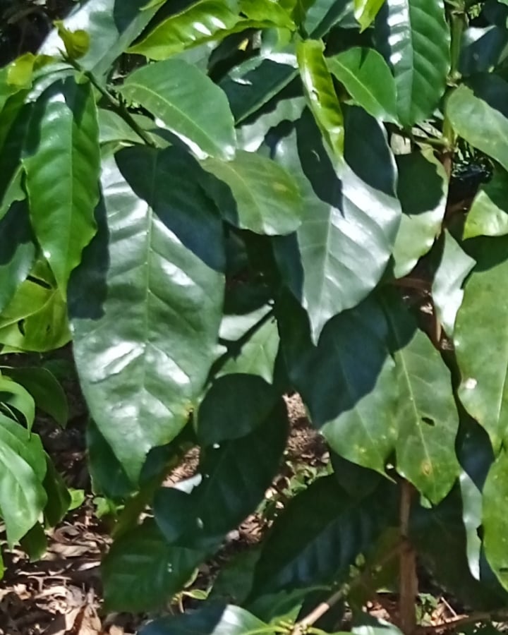 SentimientoCafe's tweet photo. Las mejores matas de #cafe producen los mejores granos para #SentimientoDeMexico 🇲🇽 ... un café con Historia!!! ☕
#cafetal
#matadecafe
#granosdecafe https://t.co/Ykn6Y2TlqU
