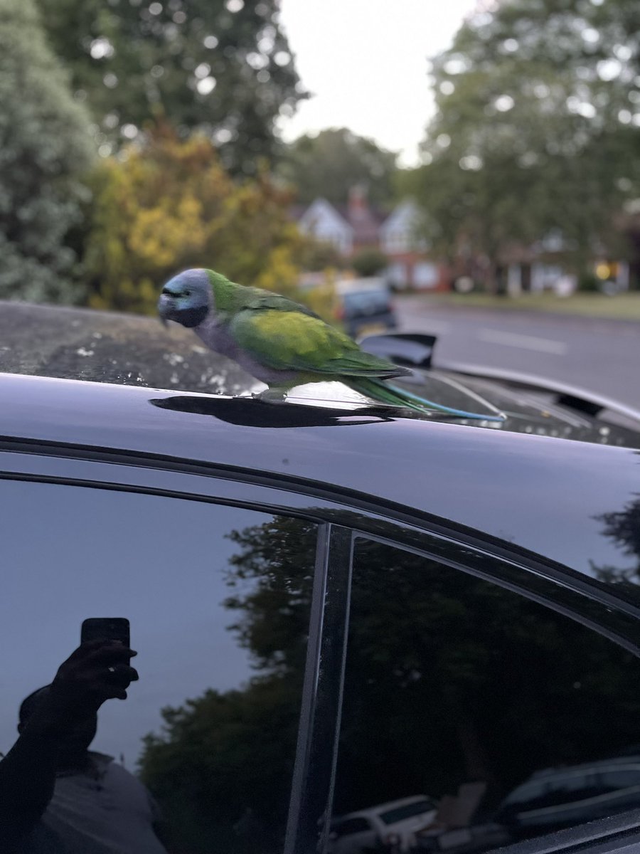 So this fella came to say hello to me as I was outside the house this evening. Spent about half an hour coming right over to me with no fear at all #exoticbrum #thetropics!