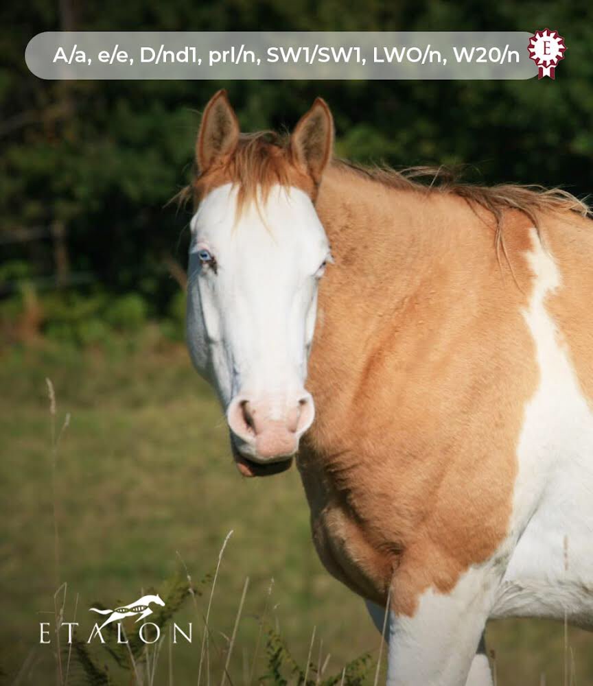 All the way from France, this gorgeous mare has a wonderful color pattern and a summary to show for it! Thanks for sharing her beauty with us Paint Horse Vallée 🇫🇷 #ShowOffYourGenes #EtalonDx

#equinegenetics #equinedna #horses #horse #horsesoninstagram #dna #horse #newpost