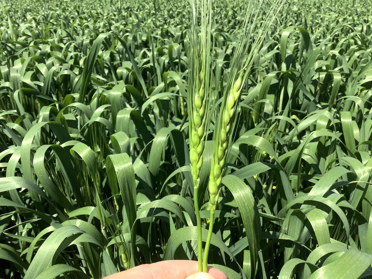 It’s always rewarding and exciting to see the heads come out on #wheat. I’m happy with the number of spikelets. The plant count was fairly high so I am curious how many spikelets will have 3-4 seed.