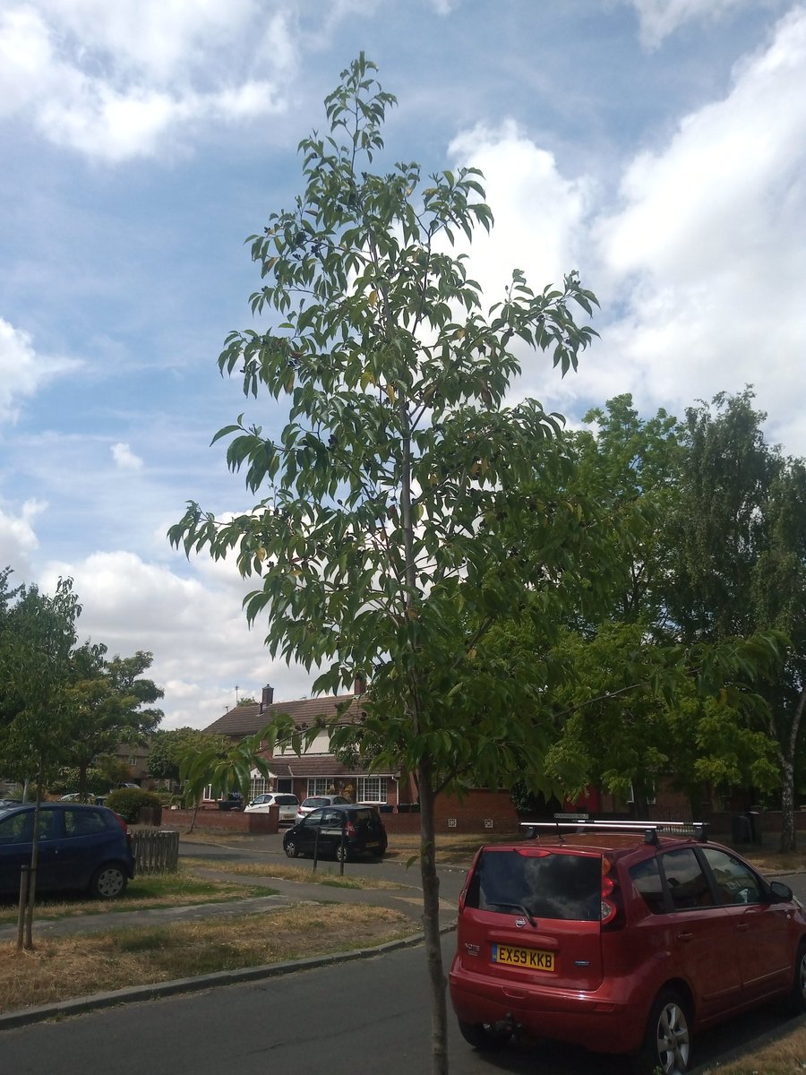 3HeadedLizard's tweet photo. It's #WateringWednesday 💦 It's very hot and dry right now, so don your Tree Hero cape and give your local street tree a drink! 🌳🌿#CamTrees #KeepOnWatering #TreeHero #Cambridge @CamCanopyProj https://t.co/4qVE3spaa7