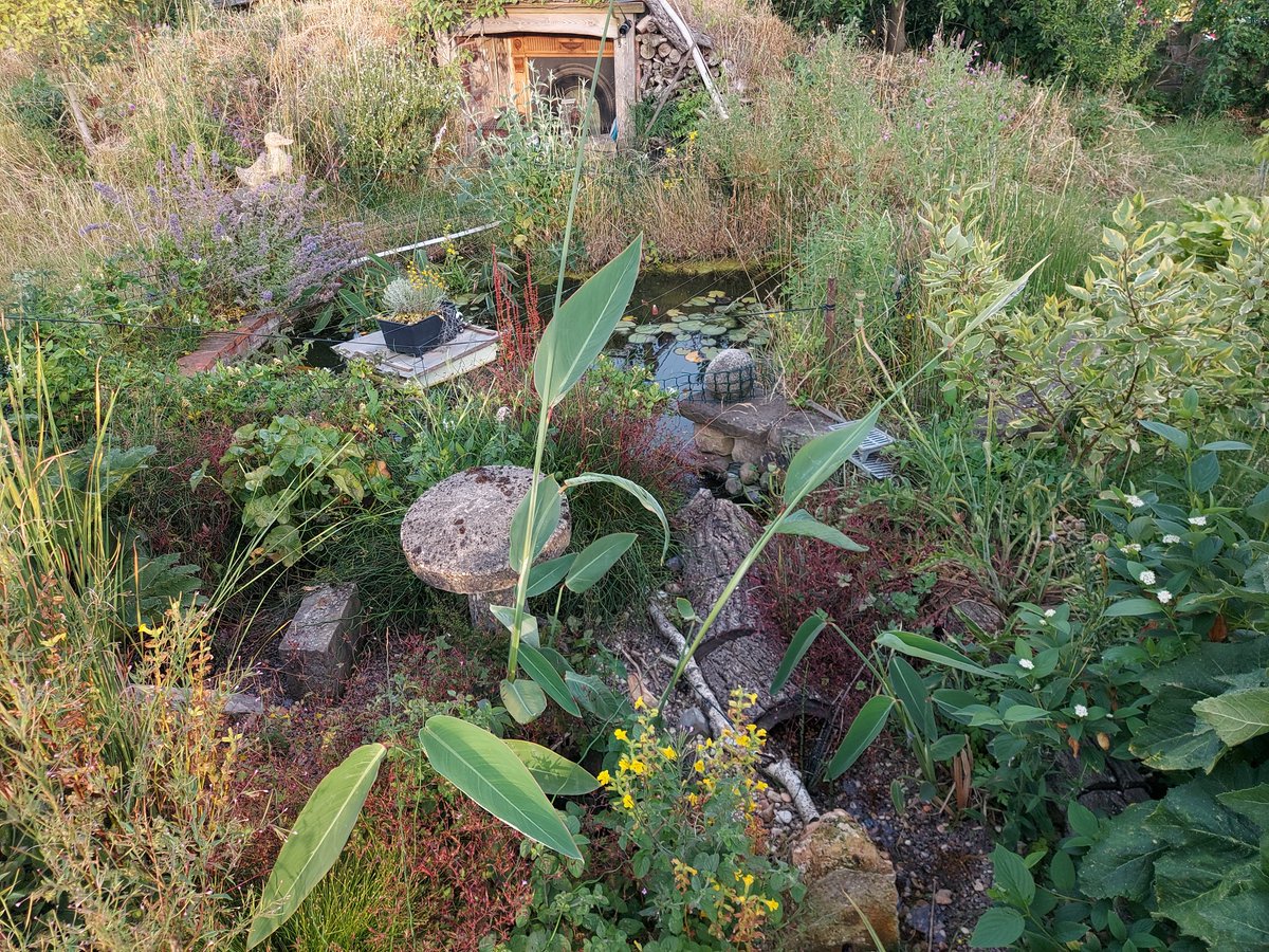 Bobcobbler's tweet photo. So in the bog garden there is another pond made from an old compost thingy. The water flows through it, through the rocks and plants. It's a great place for the frogs to be in the daytime. All damp and shaded.
A sort of pond within a pond.
#letsbuildanark https://t.co/JsFwHpw5o3
