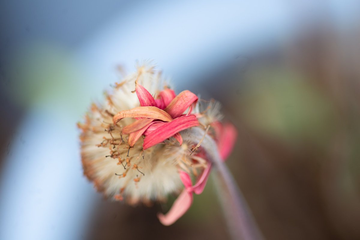 thisdevon's tweet photo. A little bit of garden macro tonight #devon #this_devon #nikond800 #tokina100mm #dirtysensor https://t.co/Wv2L1qB0Ne