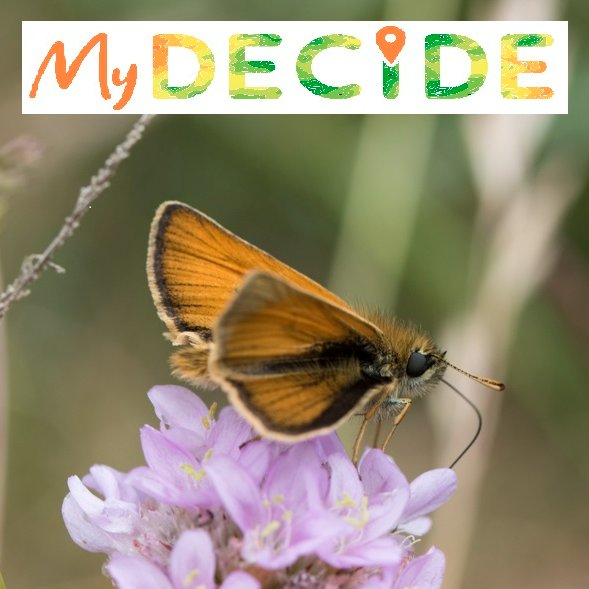 decidenature's tweet photo. The Big #ButterflyCount starts 15 July!
Why not combine by signing up to MyDECIDE?: https://t.co/RA77K5jIpz

🦋You'll get a weekly email highlighting some aspect of recent butterfly recording.
📰Share your thoughts on the email &amp; help shape how feedback like this can be provided. https://t.co/ammZy3EbxI