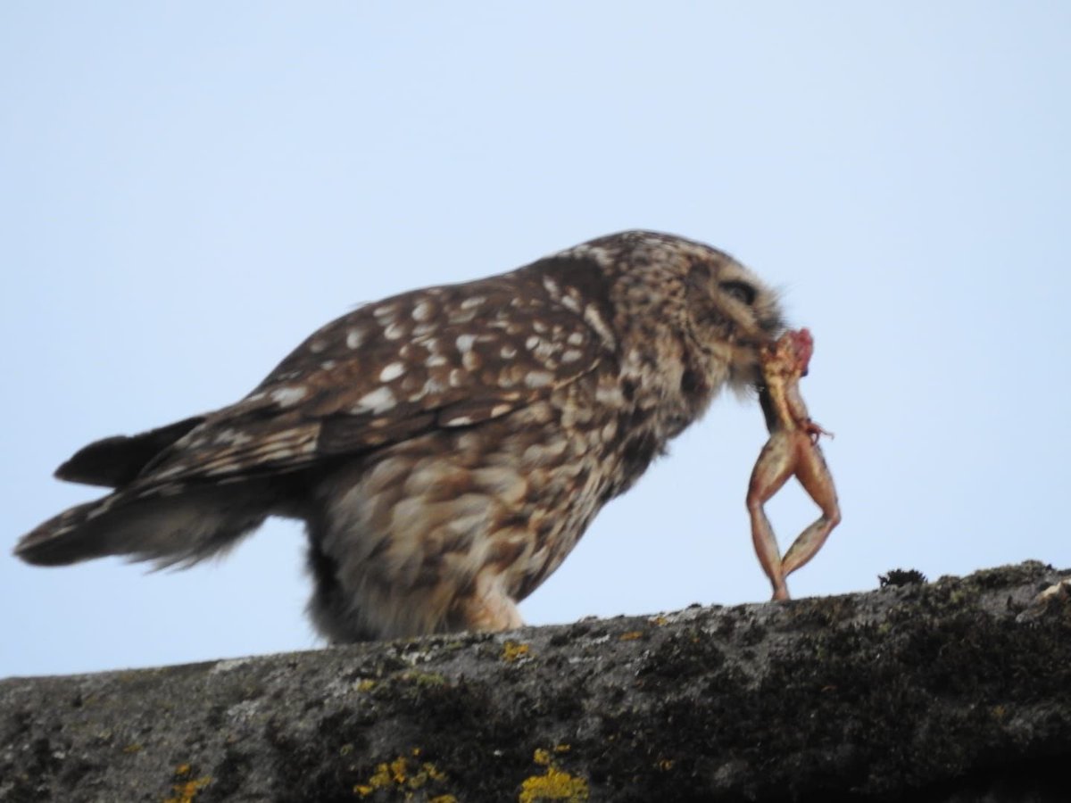 Steenuilen Noord-Drenthe tweet media
