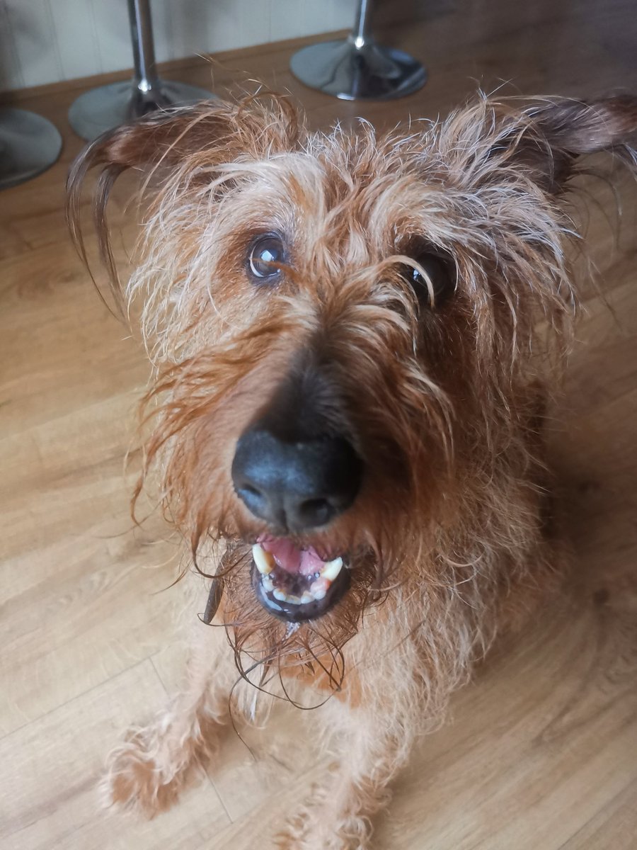 Maybit wet but tricked hooman into throwing treats into gardun spinkla. Spike 3 Dave 0 🐾