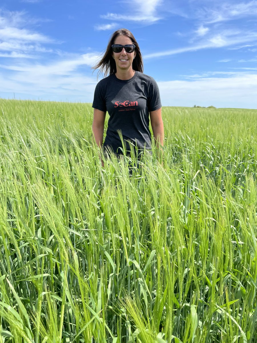 SeCanLauren's tweet photo. Is it CDC Churchill day?!?! this time near Paynton #Sask looking amazing 🤩 #CDCChurchill #malt #barley #NationalCDCChurchillDay what 🤷♀️ they seem to have a day for everything now #trending https://t.co/X63UYyjmtU