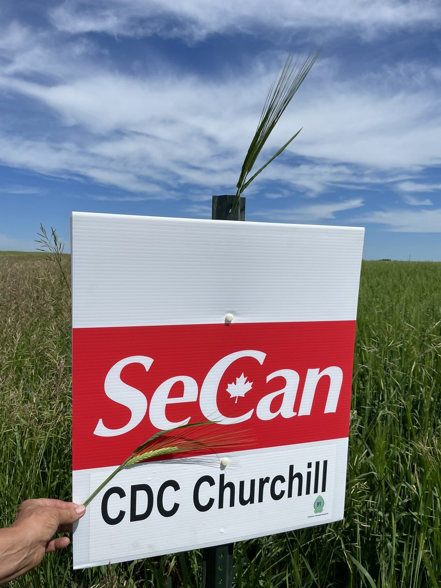 SeCanLauren's tweet photo. Is it CDC Churchill day?!?! this time near Paynton #Sask looking amazing 🤩 #CDCChurchill #malt #barley #NationalCDCChurchillDay what 🤷♀️ they seem to have a day for everything now #trending https://t.co/X63UYyjmtU