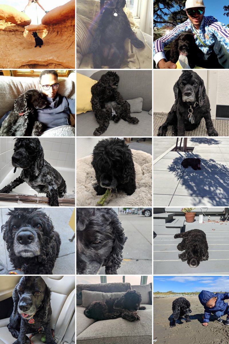 🎉 this 🐶 girl turns 10 🎂 today. Saying bringing her home 10 yrs ago was a "life-changing" moment is the understatement of the decade. Plenty more to go.