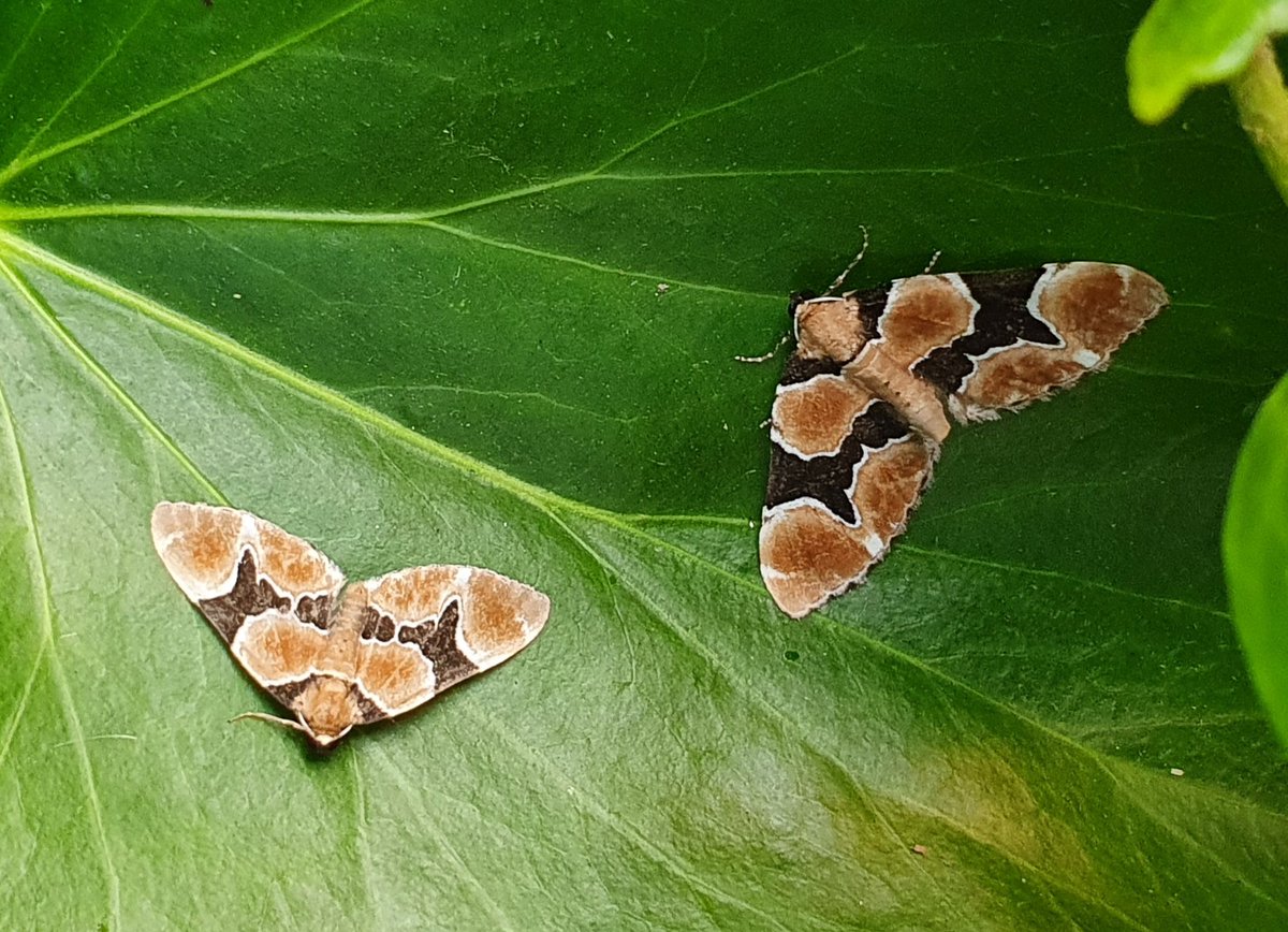 Two more Marsh Carpets in the trap this morning. Such lovely moths.