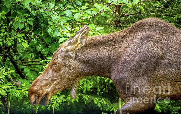 SusanVineyard's tweet photo. New artwork for sale! - "Moose" - https://t.co/7ClbJHPk6B @fineartamerica https://t.co/0KluugSB7s