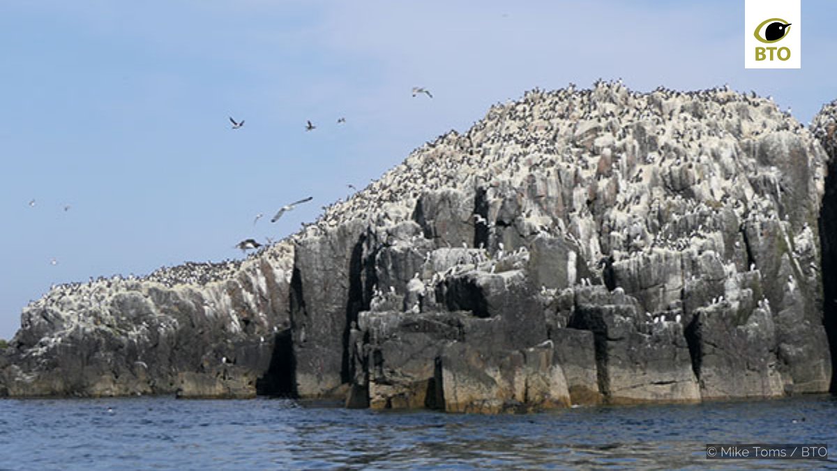 Blog: Tackling the challenge of avian influenza What’s happening, BTO’s response and why long-term monitoring programmes are now more important than ever. Read the blog 👉 bto.org/community/blog… #Ornithology #AvianFlu #BTOScience #Seabirds