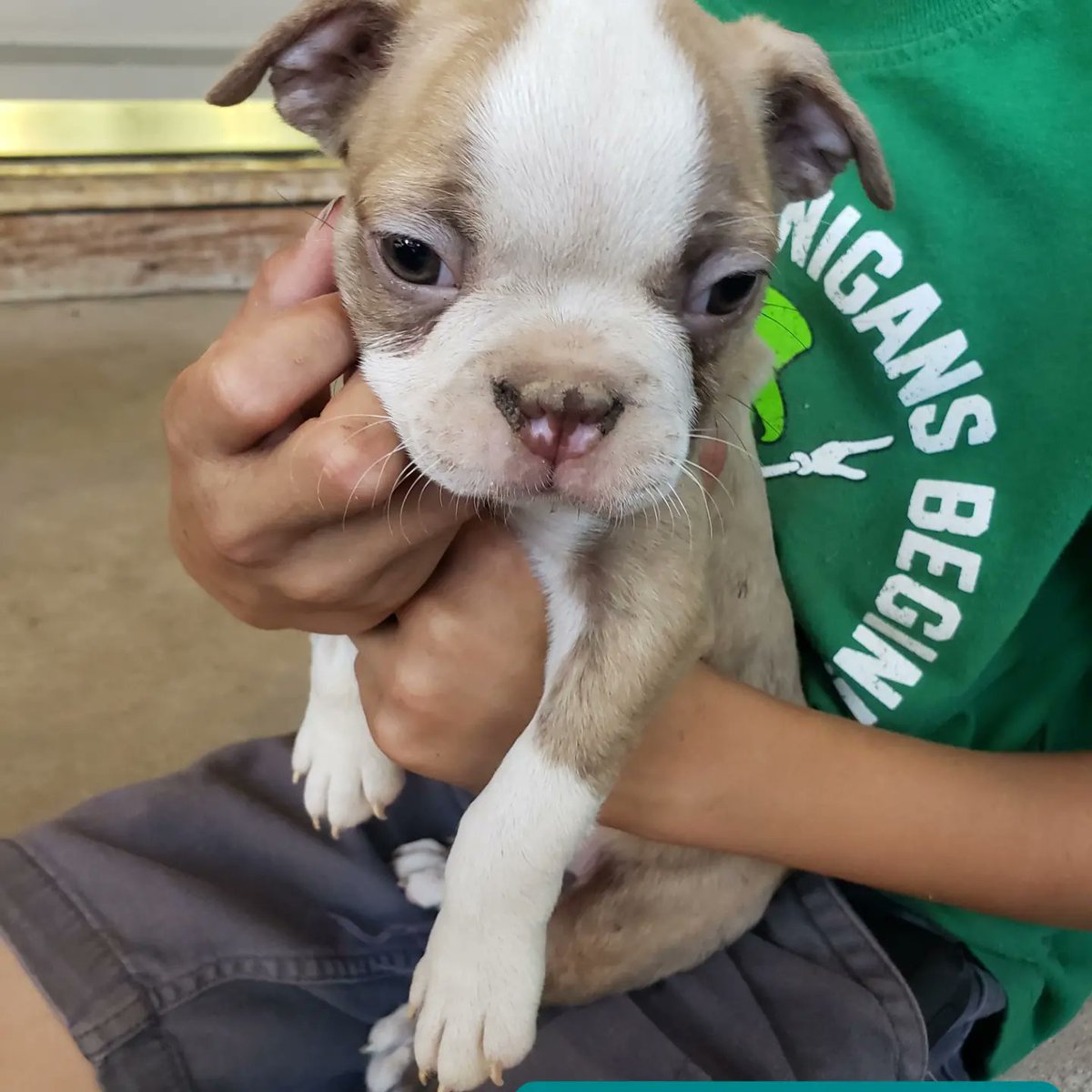 SpringSellars's tweet image. Such a cute little guy!!!😘