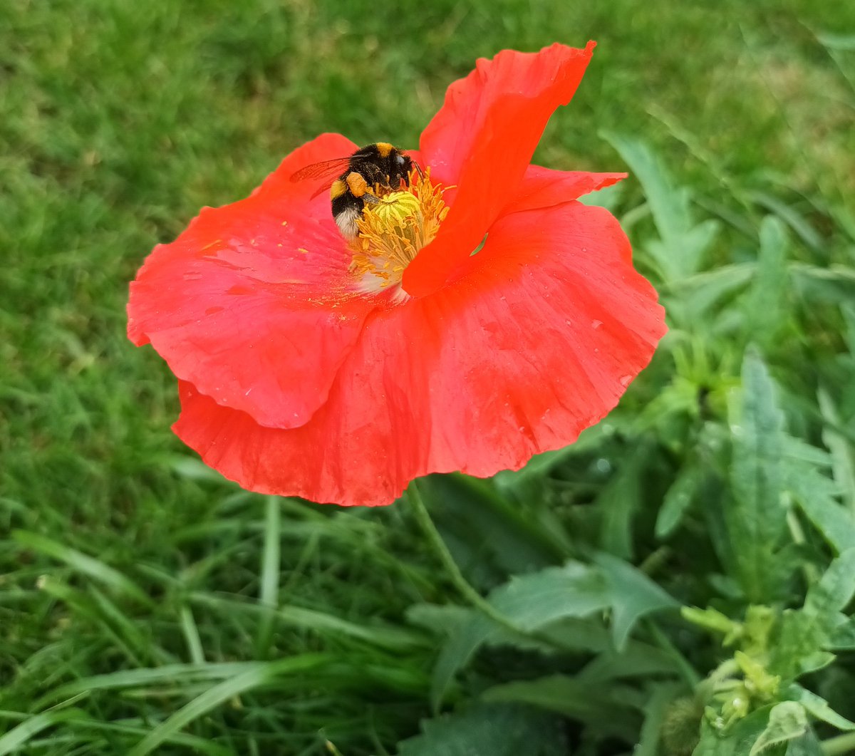 artywilo's tweet photo. Little bee loving the poppies ❤⚘ https://t.co/Gu7wlWDngG