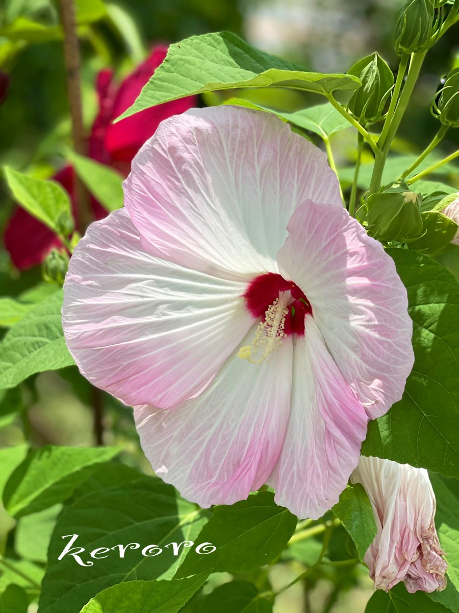 おはようございます    😊

　7月14日    木曜日     🌻

　今日も元気に宜しく
　　　　お願いします✨

　素敵な良い一日を
　　お過ごしください🍀

#TLを花でいっぱいにしよう