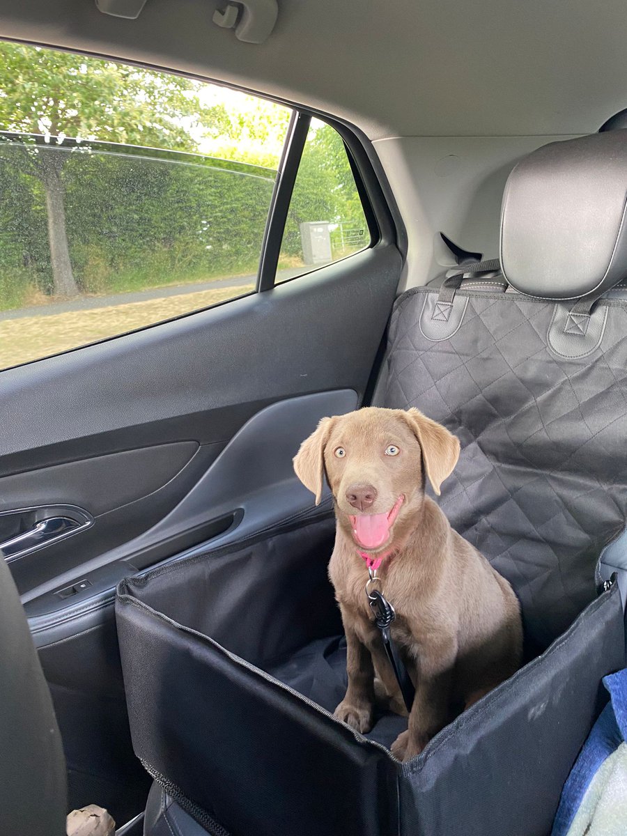 Meet Willow my gorgeous 14 week old best friend. She is funny, naughty but very loving.  She is lifting me out of the sadness and darkness of the last couple of years.