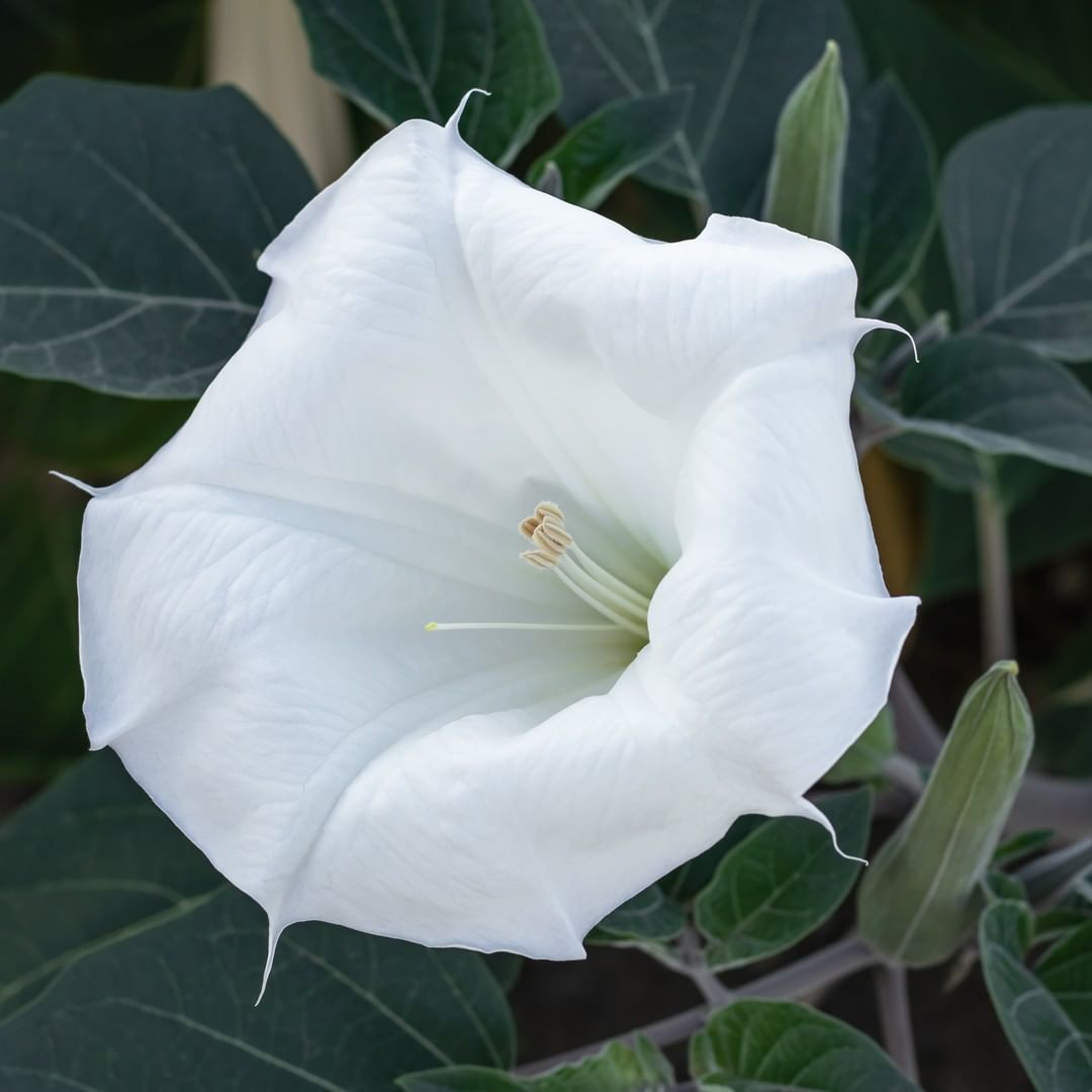 The perfect flowers for night gardens, the Boulder Environmental / Nature / Outdoors Film Festival, the Pearl Street Arts Fest and more! 

Check out our newsletter and get the most out of summer🌞 - mailchi.mp/f6c0af72fb86/g…