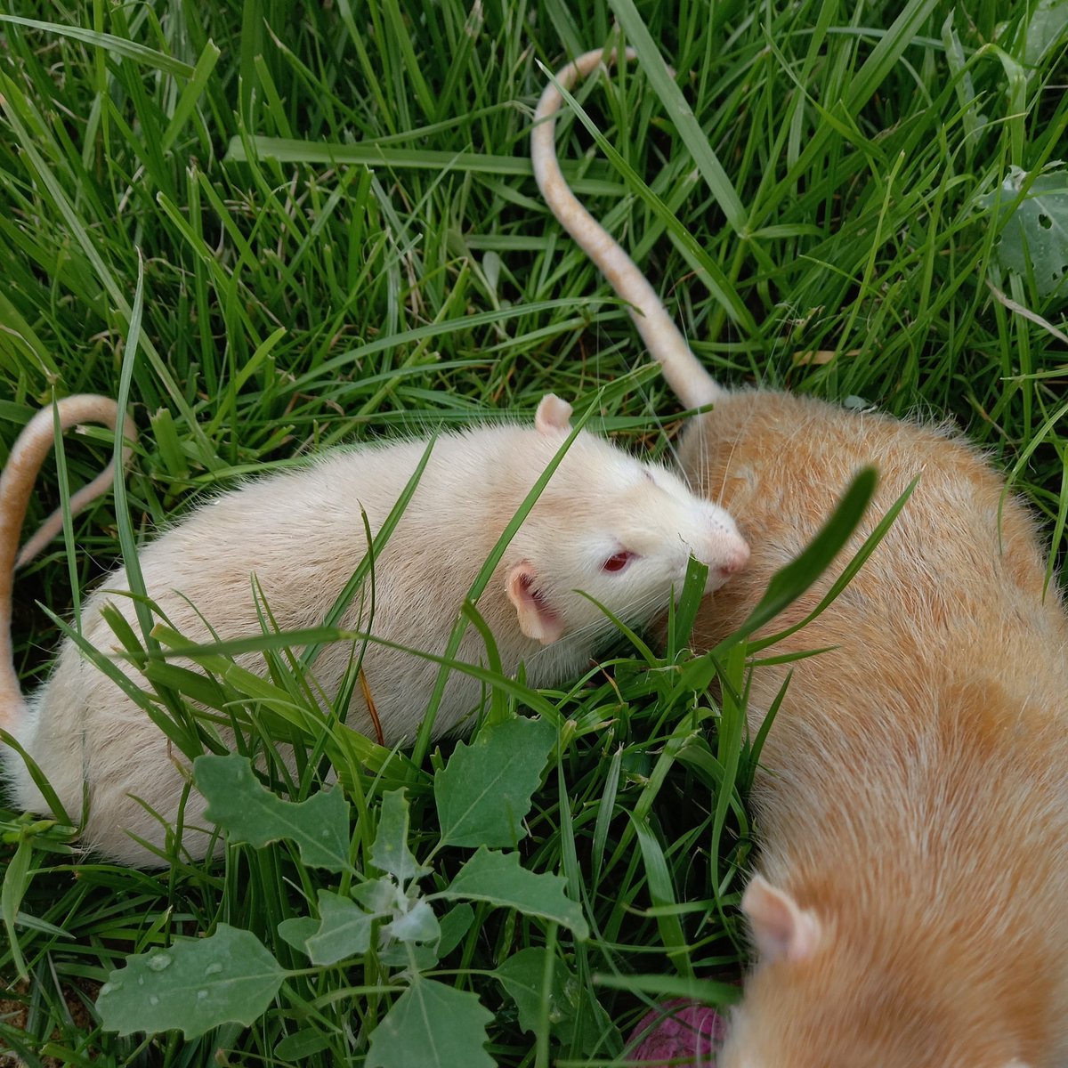 крекер tweet media