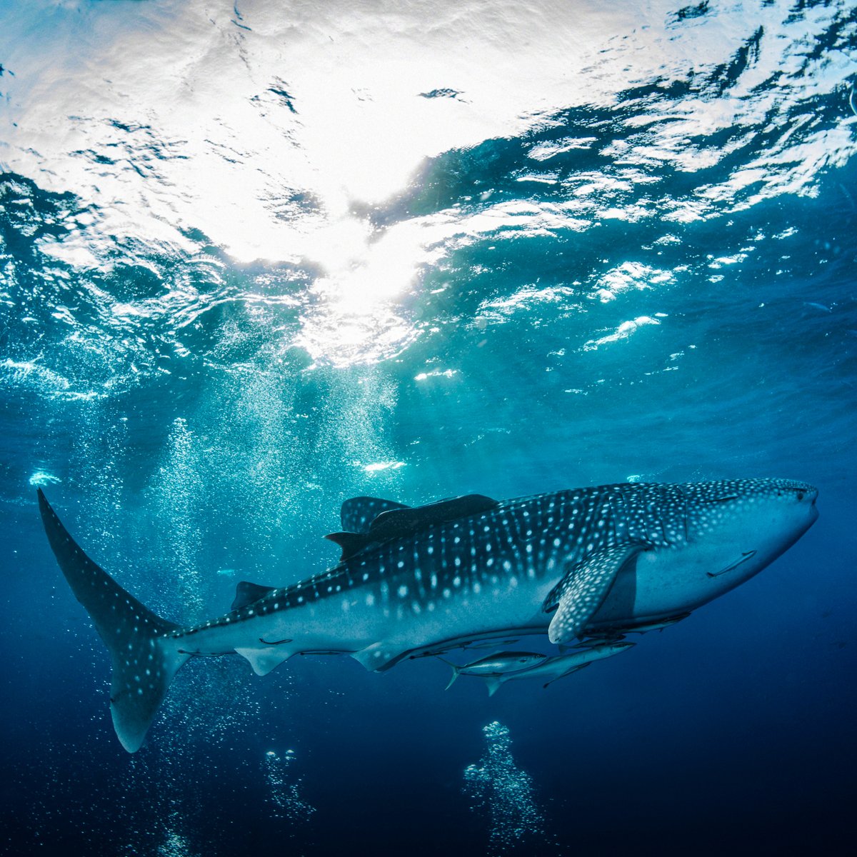 GuyHarveyOcean's tweet image. Happy #WhaleSharkWednesday!

You can track these gentle giants at GHRItracking.org !

📸: Armi Blue

#GHOF #GHRI