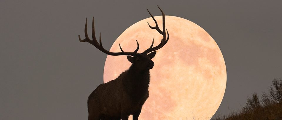 LadyBullSun's tweet photo. Happy Buck Full Super Moon in Capricorn!! 🦌🌕♑️ #FullMoon #SuperMoon #BuckFullMoon #Capricorn https://t.co/VhFMNLvIEV