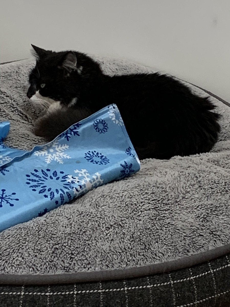 Bethcw_'s tweet photo. My nemesis has stolen my new bed and my cooling thingy https://t.co/fLH44OXi11