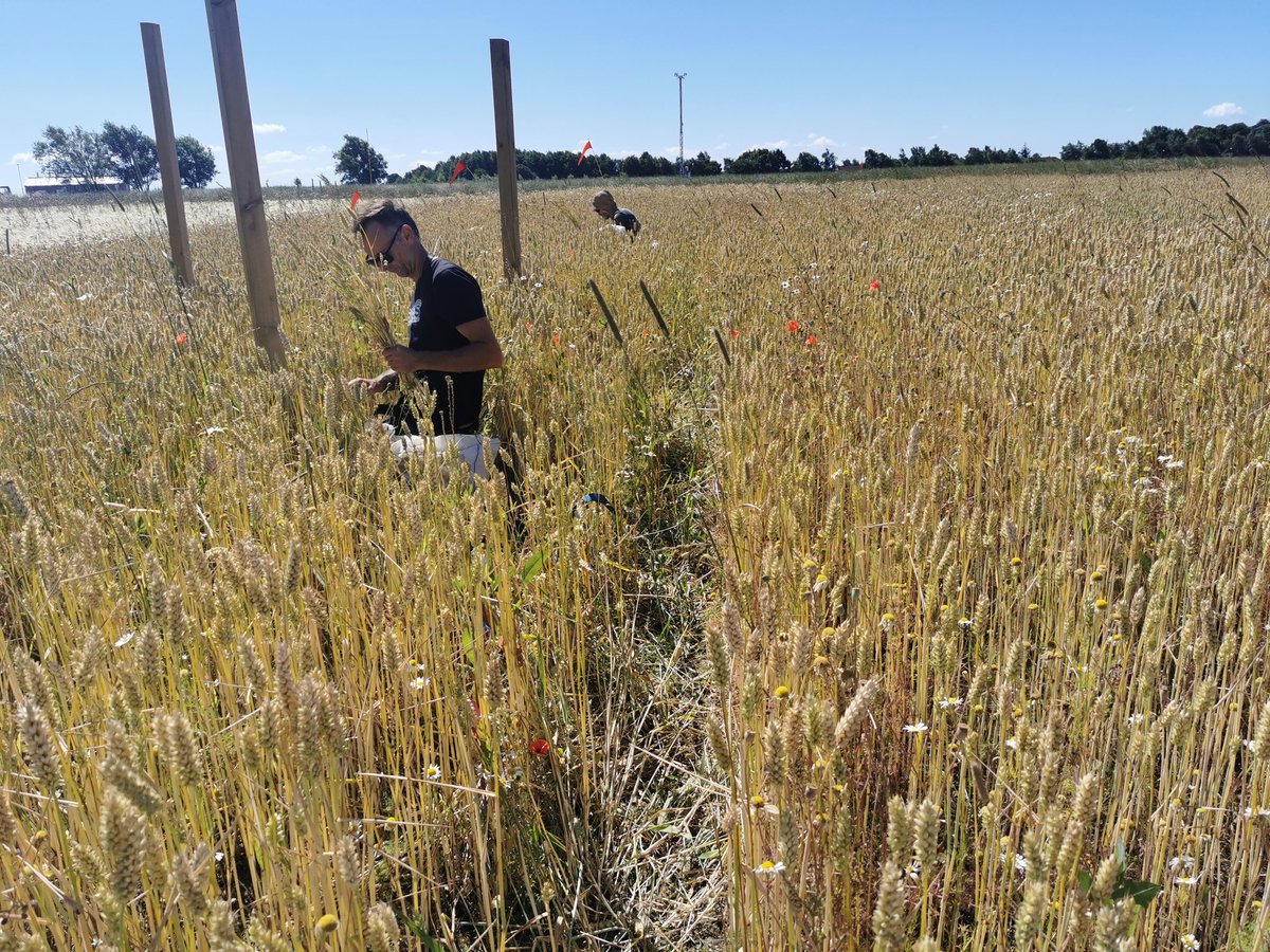ShoujiaoLi's tweet photo. Sampling soil and plants of Kernza and wheat under drought treatment. Months of rain exclusion make soil extremely hard and dry! I really appreciate all the efforts and help from our technicians and colleagues. It wouldn't be possible to take 160 soil cores without your help! https://t.co/zrdVYmBtQv