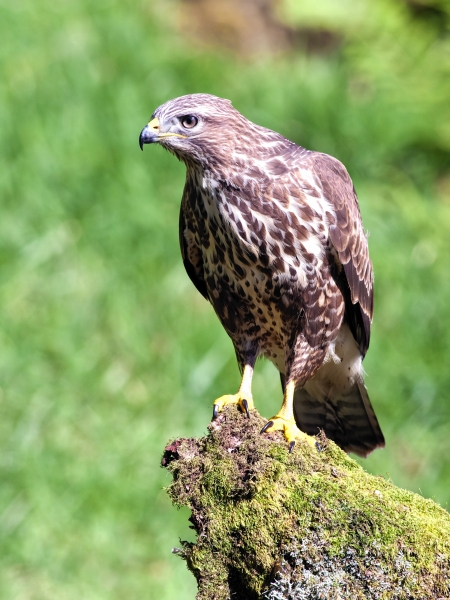 FARMER receives pathetic fine for poisoning two buzzards &amp; a raven with the banned toxin Carbofuran.

A 500 Euro fine is not a deterrent.

raptorpersecutionuk.org/2022/07/13/far…