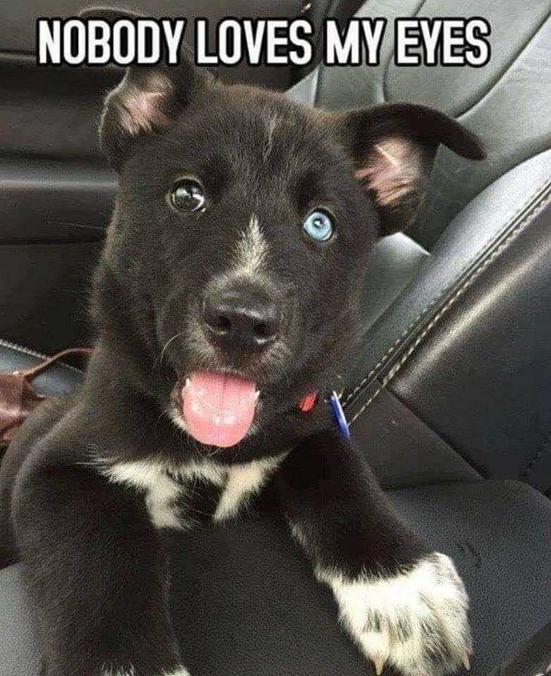 thedogs_space's tweet photo. Nobody loves my eyes 🤍💙 ? https://t.co/lq5VnDoTUL