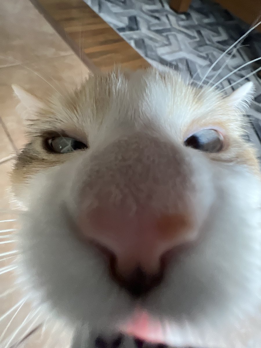 Panko A. Cat’s Mom tweet media