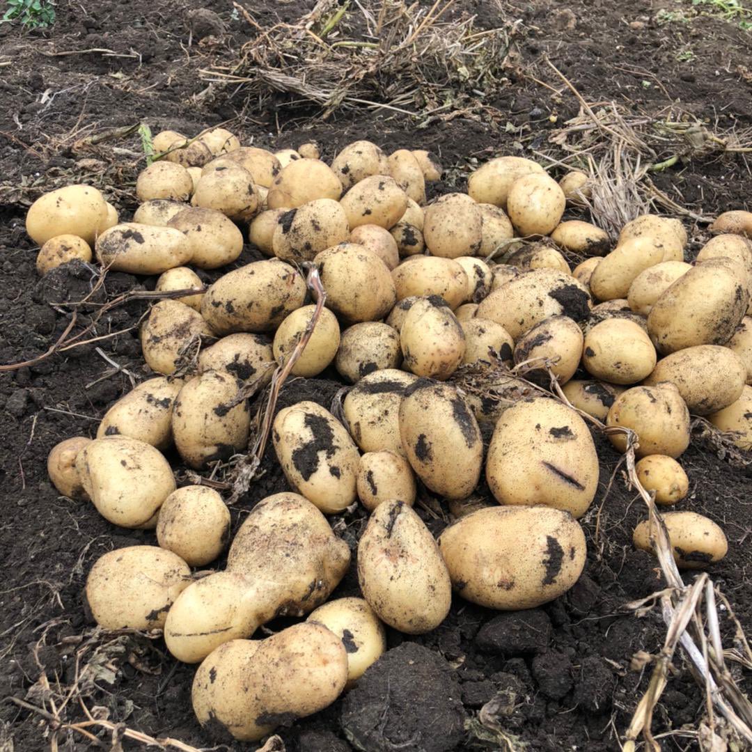 chloescentre's tweet photo. From a single plant! Awesome! The team &amp; I are still in a daze - 45 tubers! Now that our water issues are sorted, watch this space for the next harvest! #ZimAgricrising #potatoes #farming #Gweru https://t.co/l46VMAKBGr