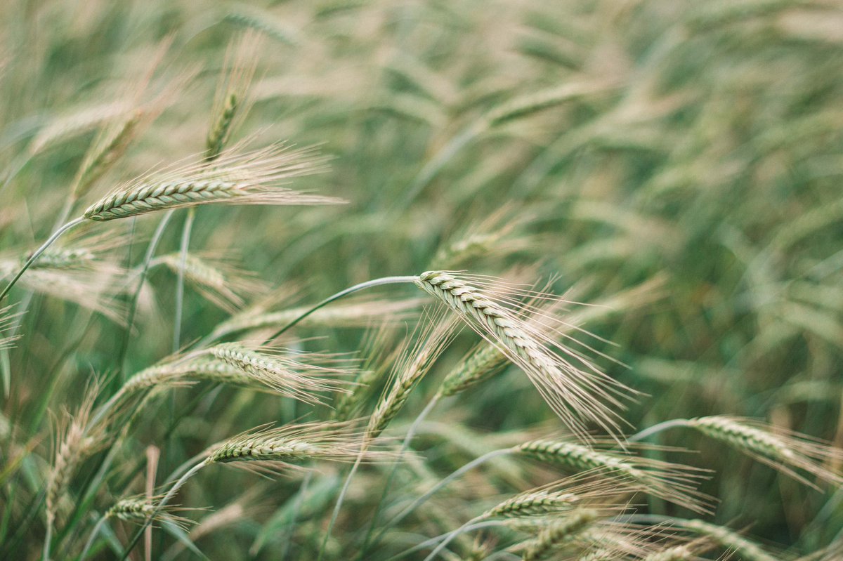 pochynok_kh's tweet photo. Priceless Ukrainian grain #Ukraine https://t.co/84DO6qXYau