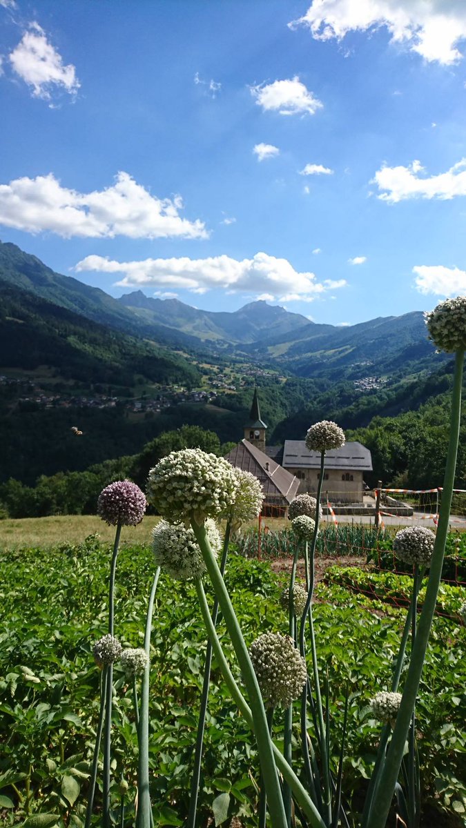 Lechaletdoucy's tweet photo. Left a few of last years leeks in to flower for the seeds &amp; they have become bee central. I had no idea how pretty the flowers were. #feedthebees #vegpatch #gardenbore #beekeeping #valmorel #doucy #chalet #frenchalps #SummerVibes https://t.co/KEfAijx6O8