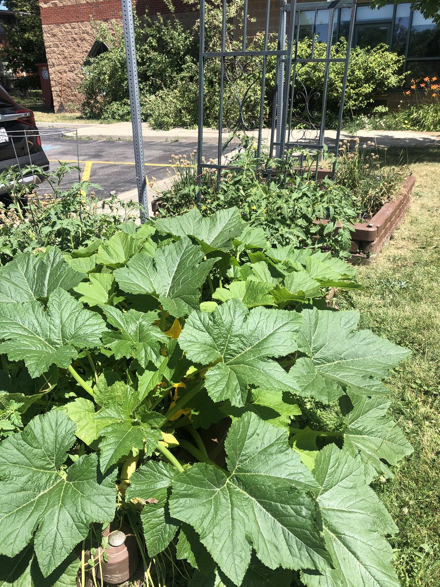 bennett_mca's tweet photo. Our garden is growing! Please stop by a share the harvest. Yellow squash and more in our harvest bin on the fence. #eatlocal #community #Montessori #learnoutside https://t.co/clXUDtp1ie