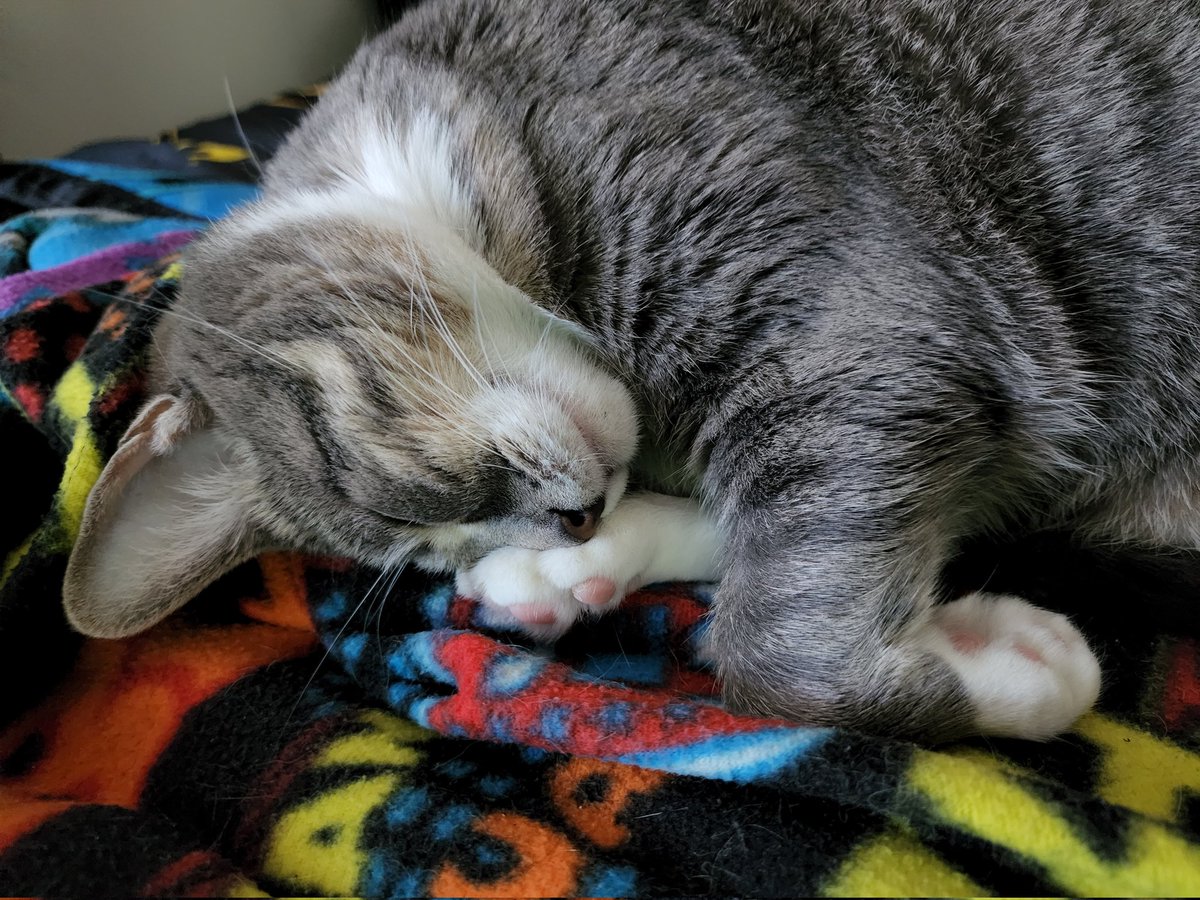 kklifts's tweet photo. Sometimes you just have to bug Selina Kyle. https://t.co/TPWetfPNTL