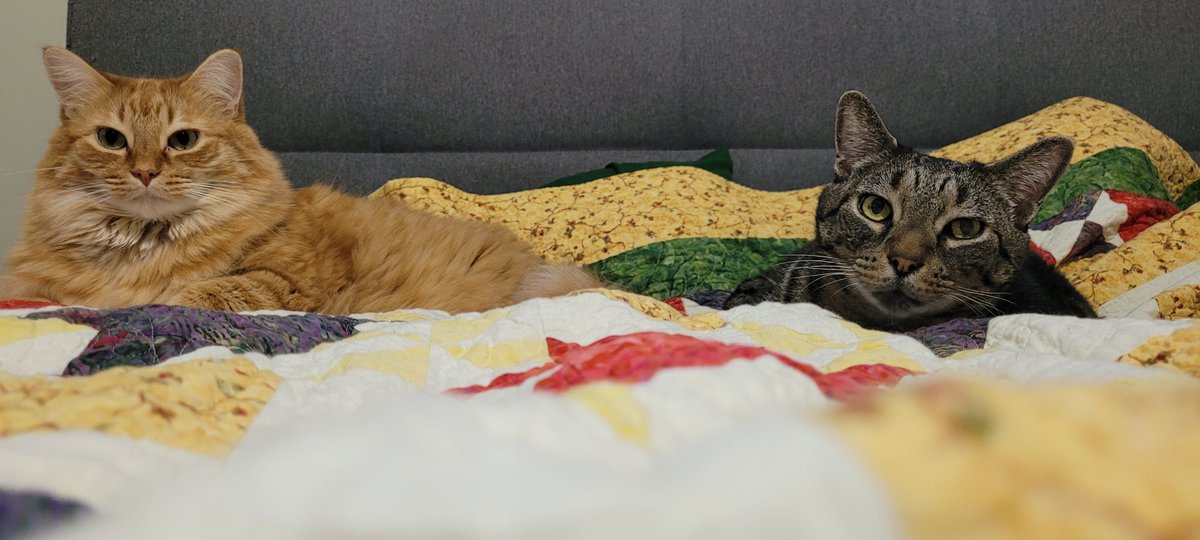 LordofNurgle's tweet photo. #CatsOfAccess meet Ghost and ziggy. Just a pair of handsome boys hanging out on their humans bed. https://t.co/xUaWh5W0uL