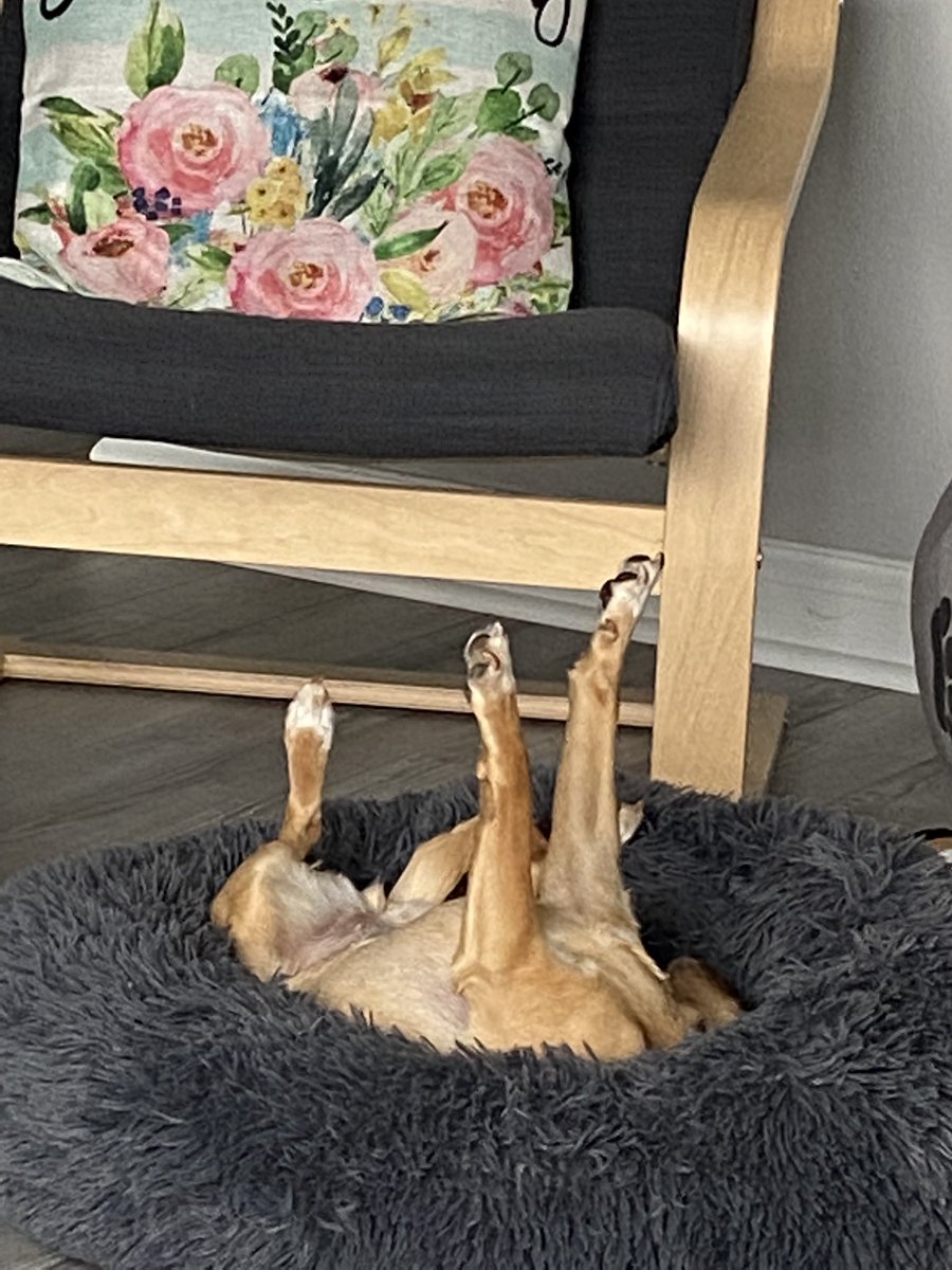sbizila's tweet photo. @dog_rates Mine either https://t.co/D5R7yXRrU7